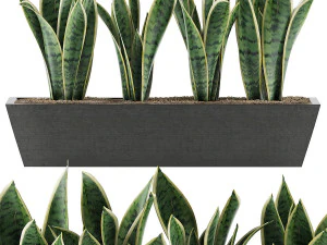 colecci&oacute;n de plantas 47 Modelo 3D