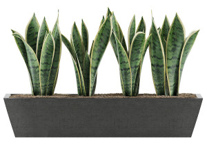 plants collection 47 Model 3D