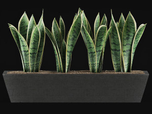 plants collection 47 Model 3D