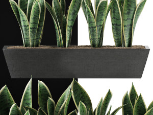 plants collection 47 Model 3D