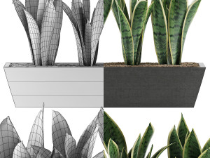 plants collection 47 Model 3D