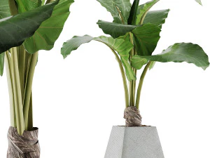 коллекция растений 48 3D Модель