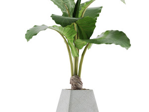 plants collection 48 3D Model