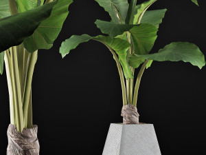 plants collection 48 3D Model