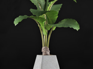 plants collection 48 3D Model