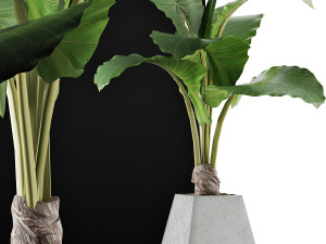 plants collection 48 3D Model