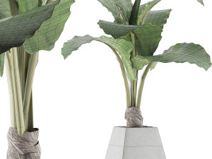 plants collection 48 3D Model