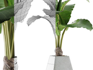 plants collection 48 3D Model