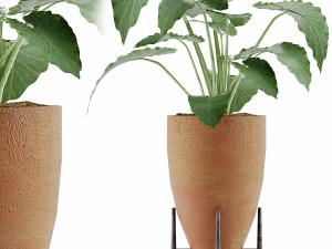 plants collection 50 Modelo 3D