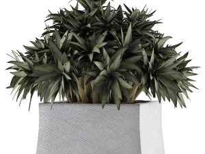 plants collection 51 3D Model