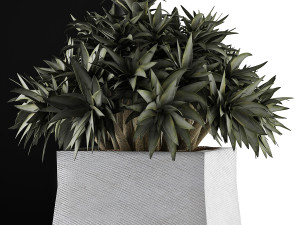 plants collection 51 Model 3D