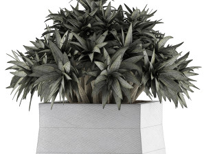 plants collection 51 Model 3D