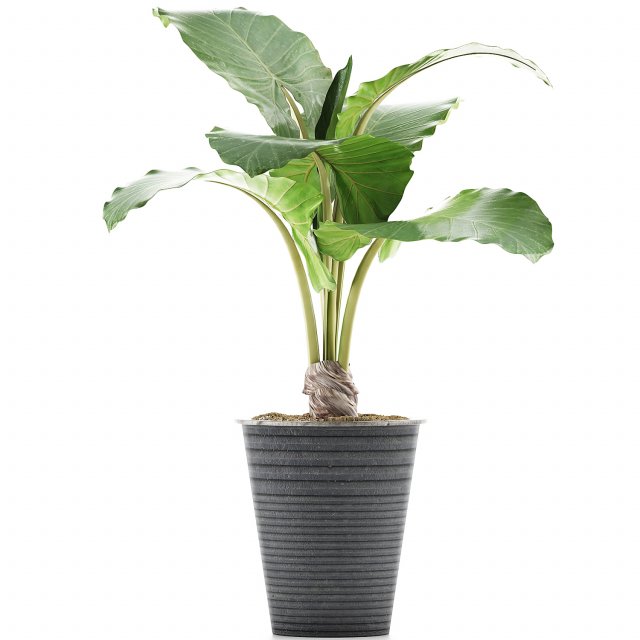 plants collection 52 Modelo 3D .c4d .max .obj .3ds .fbx .stl .blend 