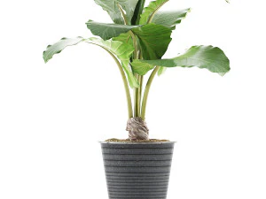 raccolta piante 52 Modello 3D