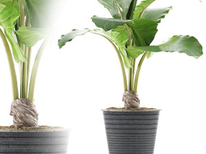 plants collection 52 Modelo 3D