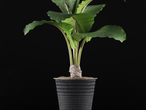 plants collection 52 Modelo 3D