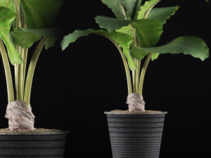 plants collection 52 Modelo 3D