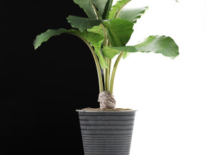 plants collection 52 Modelo 3D