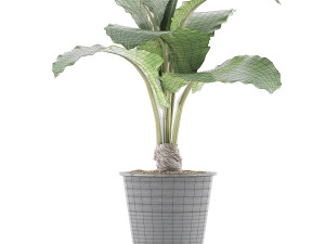 plants collection 52 Modelo 3D