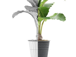 plants collection 52 Modelo 3D
