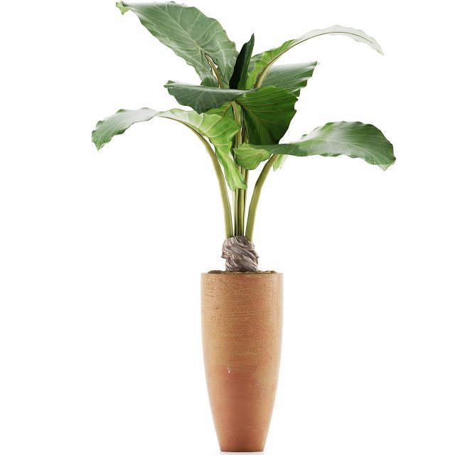 plants collection 53 Modello 3D .c4d .max .obj .3ds .fbx .stl .blend 