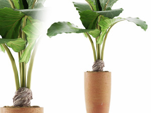 plants collection 53 Modello 3D