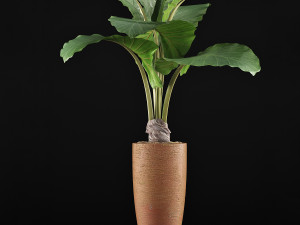 plants collection 53 Modello 3D
