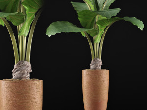 plants collection 53 Modello 3D