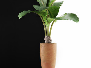 plants collection 53 Modello 3D