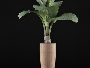 plants collection 53 Modello 3D