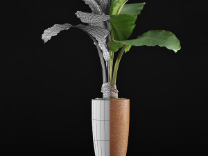 plants collection 53 Modello 3D