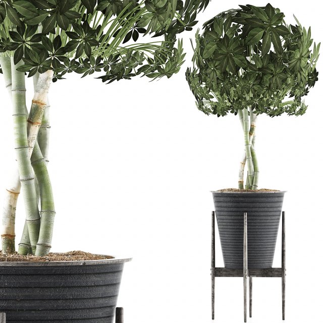 plants collection 54 Modello 3D .c4d .max .obj .3ds .fbx .stl .blend 