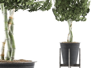 plants collection 54 3D Model