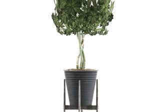 plants collection 54 Modello 3D