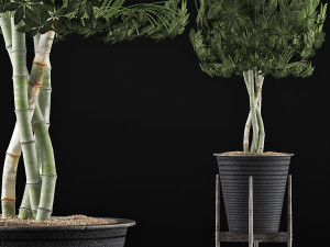 plants collection 54 Modello 3D