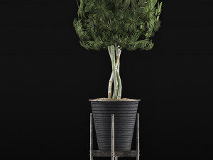plants collection 54 Modello 3D