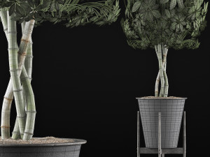 plants collection 54 Modello 3D