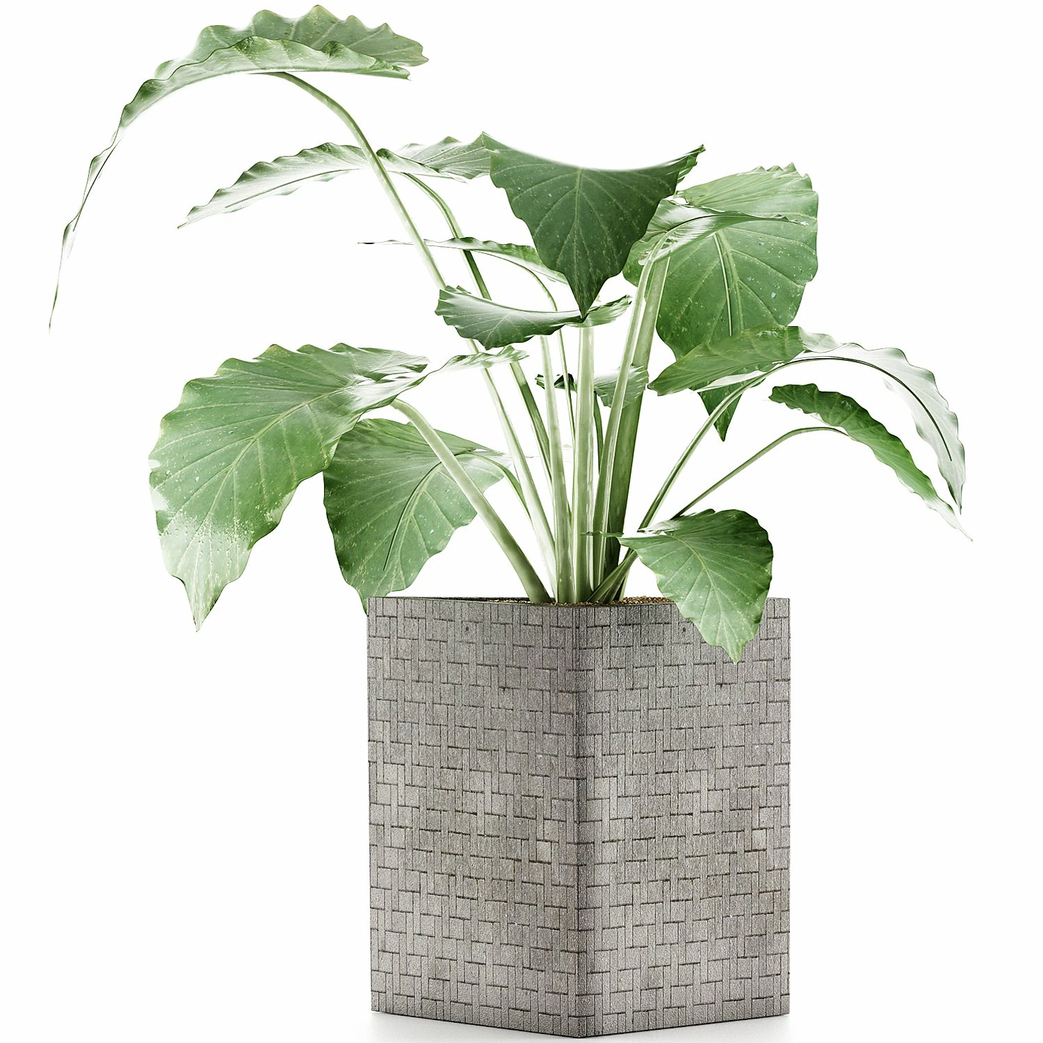plants collection 55 3D Model .c4d .max .obj .3ds .fbx .stl .blend 