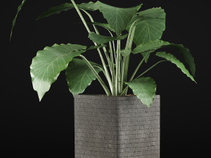 plants collection 55 Model 3D