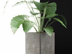 plants collection 55 Model 3D