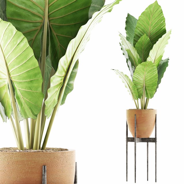 plants collection 56 Model 3D .c4d .max .obj .3ds .fbx .stl .blend 
