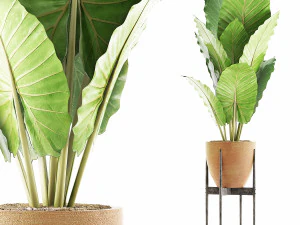 raccolta piante 56 Modello 3D