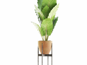 plants collection 56 Model 3D