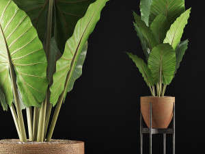 plants collection 56 Model 3D