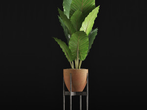 plants collection 56 Model 3D