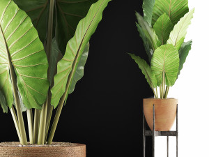 plants collection 56 Model 3D