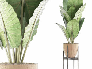 plants collection 56 Model 3D
