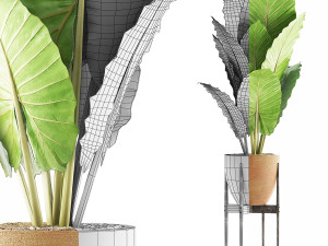 plants collection 56 Model 3D