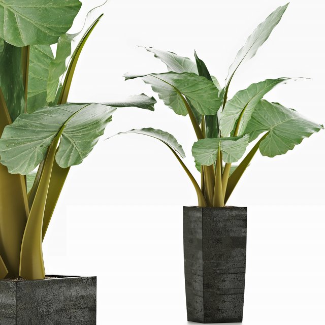 plants collection 57 Modèle 3D .c4d .max .obj .3ds .fbx .stl .blend 