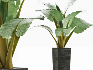 raccolta piante 57 Modello 3D